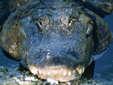 American Alligator  Sunning  Florida  USA