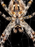 Garden Spider  Close-up from Below  Middlesex  UK