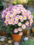 Chrysanthemum Hockney