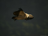 Indian Long-Billed Vulture in Flight  Madhya Pradesh  India