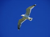 Lesser Black-Backed Gull in Flight  Pembrokeshire  UK