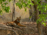 Bengal Tiger  Female Resting  Madhya Pradesh  India