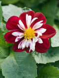 Dahlia Starsister Series