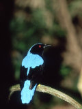 Fairy Bluebird  Male  Zoo Animal