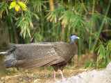 Argus Pheasant  Male in Clearing  Zoo Animal