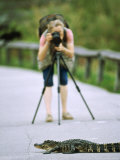 American Alligator  by Photographer  Florida  USA