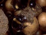 Bumble Bees  Worker Eating Eggs  UK