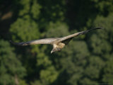 Indian Long-Billed Vulture in Flight  Madhya Pradesh  India