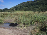 Water Buffalo  the Welsh Wildlife Centre and Teifi Marshes Reserve  Wales