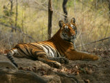 Bengal Tiger  Female Resting  Madhya Pradesh  India