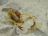 Scorpion  Androctonus Australis and Buthus Occitanus