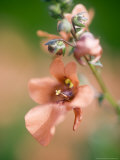 Diascia Barbarae Upright Orange Diastusca