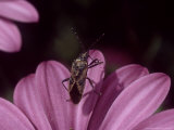 Coryzus Hyoscyami on Flower  Mallorca  Spain