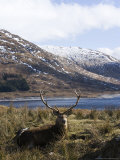 Highland Red Deer  Stag Laying in Grass with Mountainous Backdrop  the Highlands  Scotland