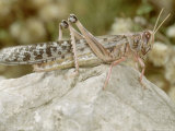 Desert Locust  Female