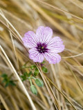 Geranium Cinereum Ballerina  Singleflower Amongst Carex Flagellifera