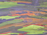 Rainbow Eucalyptus  Bark Pattern  Botanical Garden