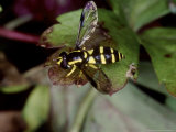 Hoverfly at Rest on Leaf  Middlesex  UK