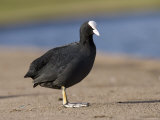 Common Coot  Standing on Path and Grass Verge  St Albans  UK