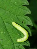 Green Caterpillar on Edge of Large Nettle Leaf  Middlesex  UK