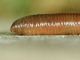 Earthworm  Head