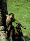 Chimpanzee  Using Tool to Feed  Zoo Animal