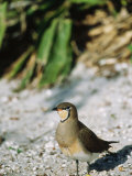 Oriental Pratincole  Zoo Animal
