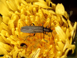 Oedemera Nobilis on Flower  UK