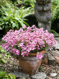 Diascia Trailing Antique Rose Diastu Pot Plant