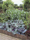 Potager Garden  Devon  UK