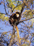 Matschies Tree Kangaroo  Sunning in Tree  Michigan  USA