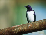 Amethyst Starling  Zoo Animal