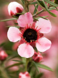 Tea Tree or Manuka  Leptospermum Scoparium Martini