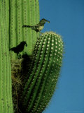 Cactus Wren  with Food  Saguaro  NM