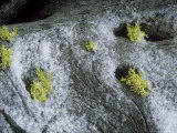 Wolf Lichen  Growing with Snow  USA