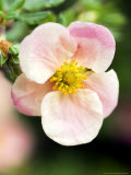 Potentilla Fruticosa Grace Darling