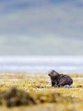 European Otter  Juvenile Resting on Rock Amongst Seaweed  Scotland
