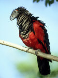 Pesquets Parrot  Male  Zoo Animal