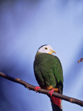 Black-Naped Fruit Dove  Zoo Animal