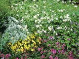 Summer Border with Verbena Sissinghurst and Coreopsis Verticillata Moon Beam