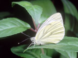 Green-Veined White  Pieris Napi