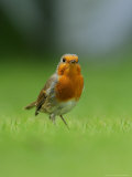 Robin  Standing  Hampshire  UK