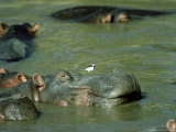 Hippopotamus  with Wagtail  Kenya
