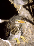 Green Heron  Nestling  Florida  USA