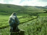Buzzard  Clwyd