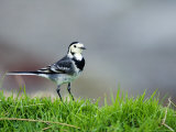 Pied Wagtail  Standing in Grass  Scotland