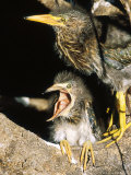 Green Heron  Nestlings  Florida  USA