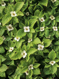 Creeping Dogwood  UK