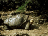 Giant Tortoise  Lonesome George