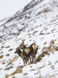 Highland Red Deer  Hind Licking Fawn on Snowy Mountainside  the Highlands  Scotland